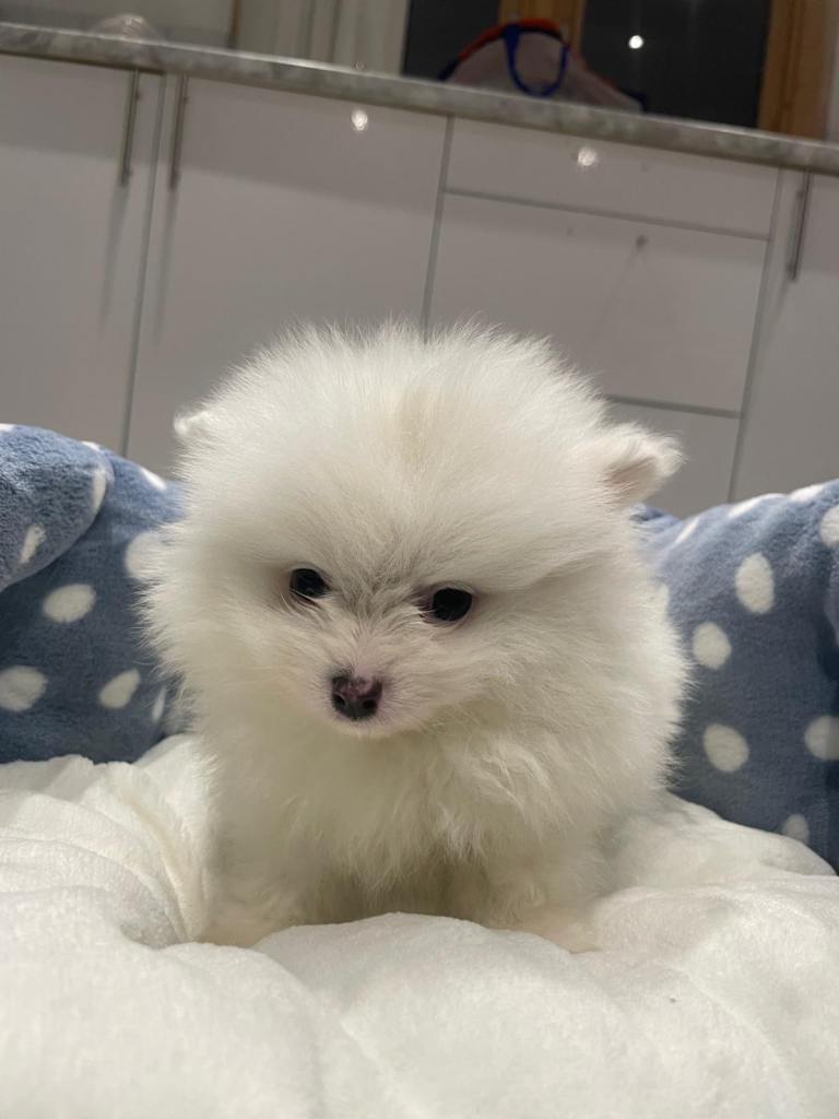 Gorgeous Pomeranian puppies for sale 