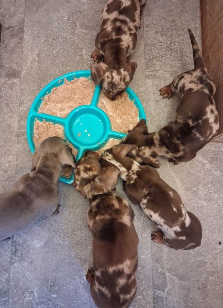 Minature daschunds puppys 