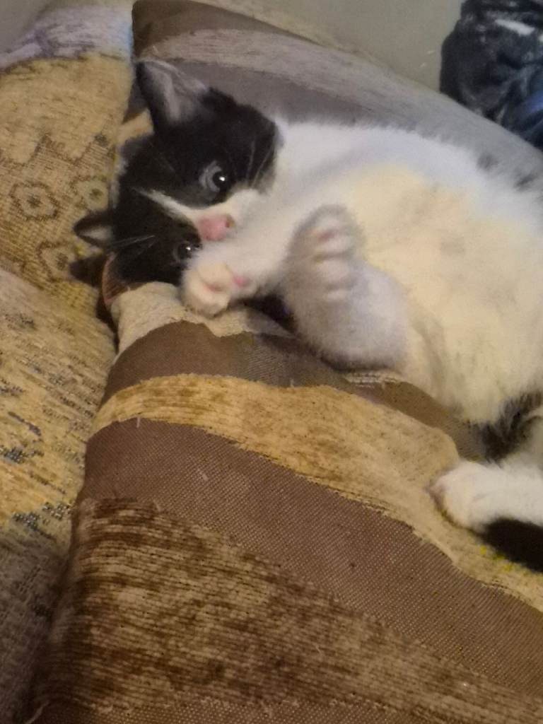 Beautiful playful kitten