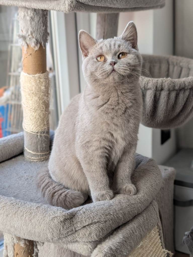 British shorthair and longhair kittens ready now!