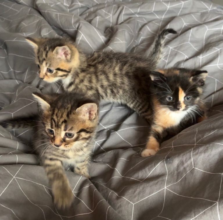 Kittens for Sale