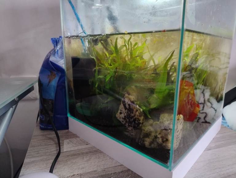 Shrimp Tank With Shrimp, Everything Included 