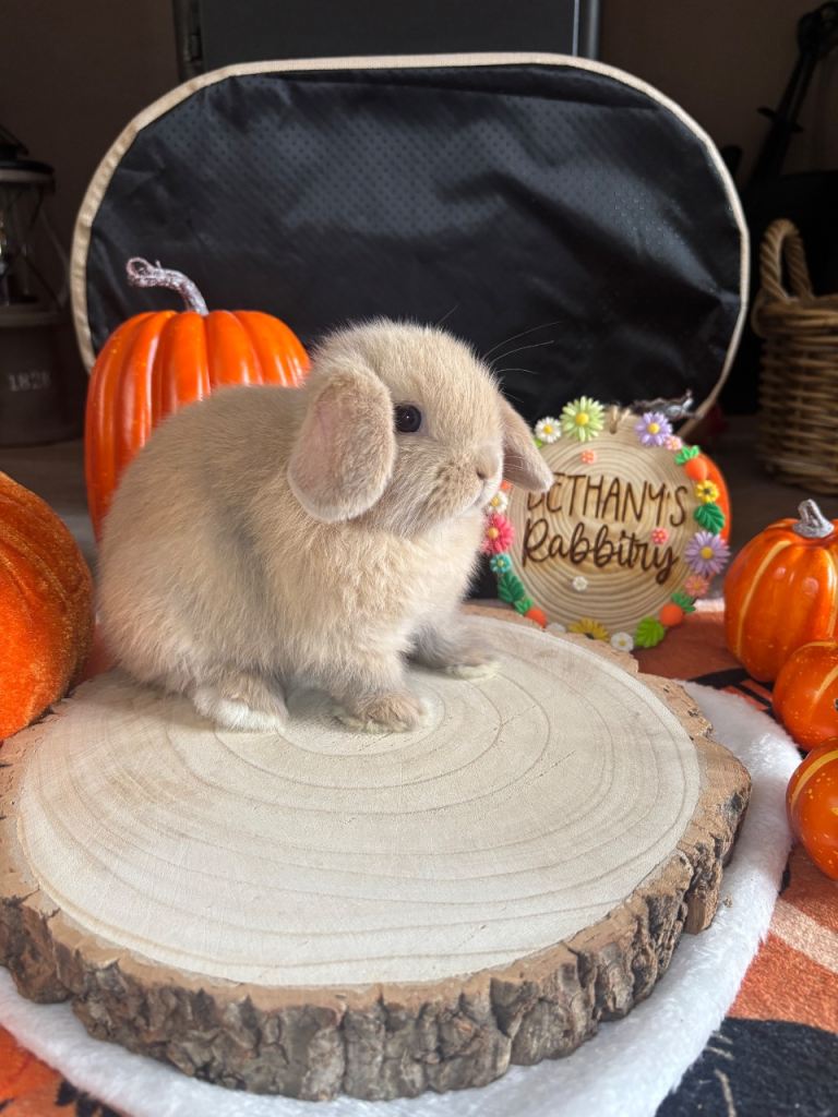 🐰 Two Gorgeous Mini Lop Babies 🤍