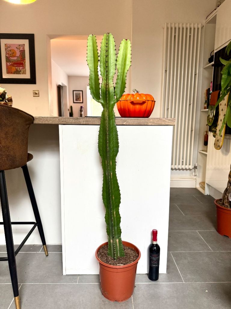 140cm cactus euphorbia cacti indoor house plant 