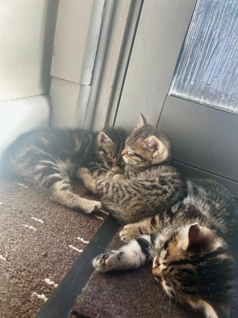 Kittens for sale