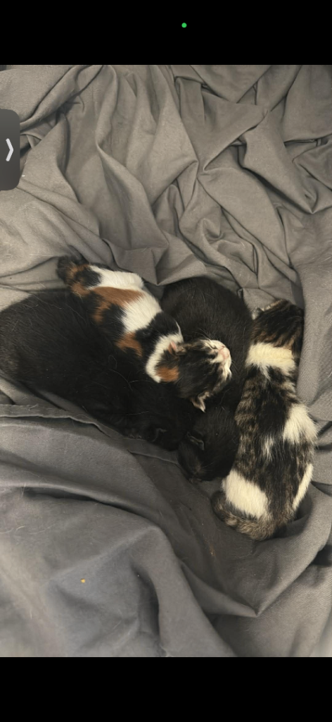 Kittens