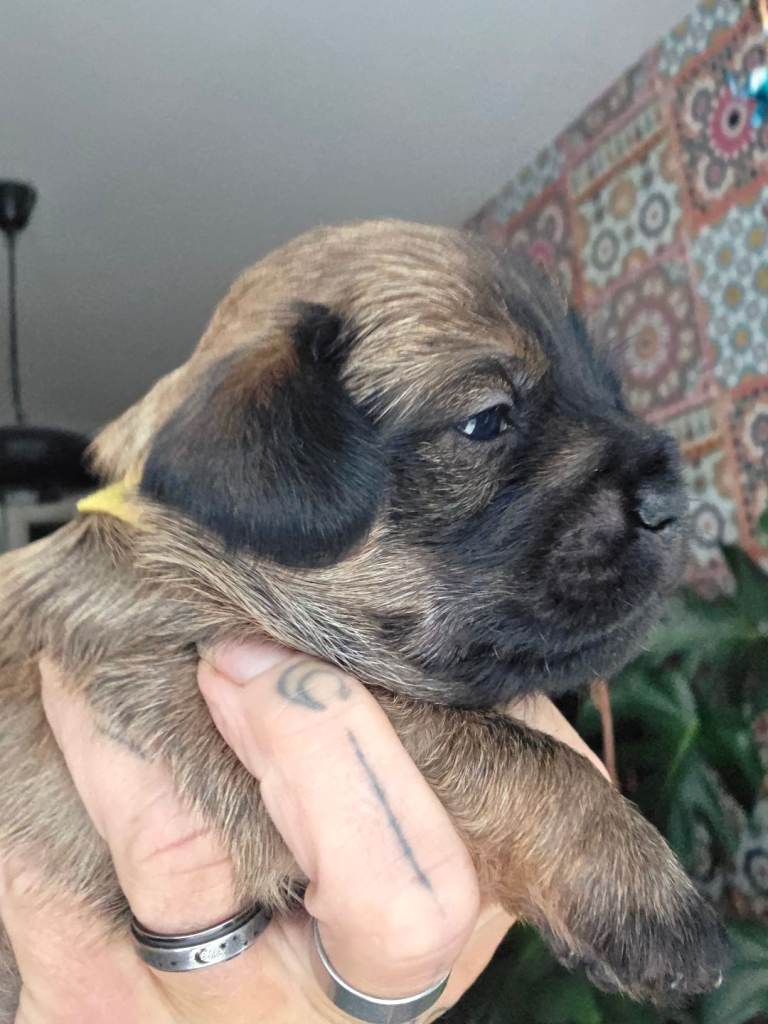 Dacshund shitzue pups  shweenies 