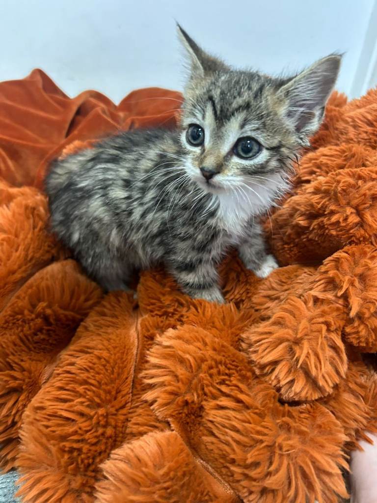 Tabby kitten (8 week old)