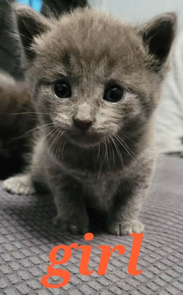 Beautiful Kittens