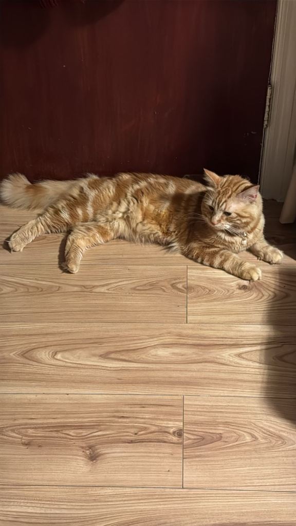 Domestic long hair