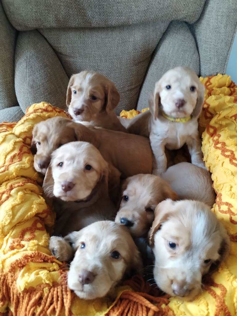Kc reg show type cocker spaniel pups for sale 