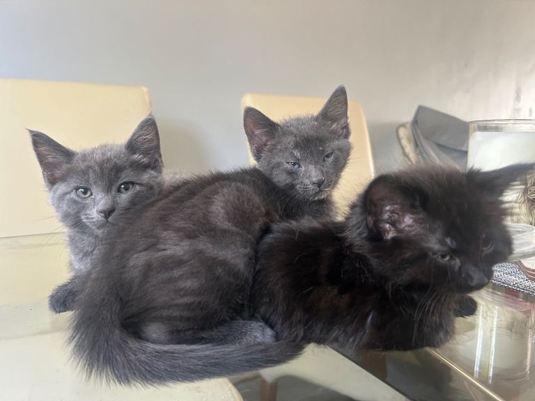 Grey Kittens for sale 