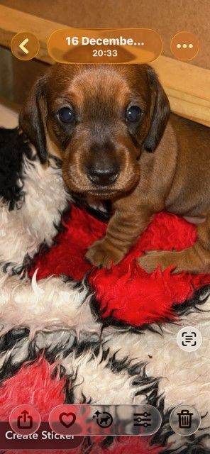 Miniature Dachshund puppies 