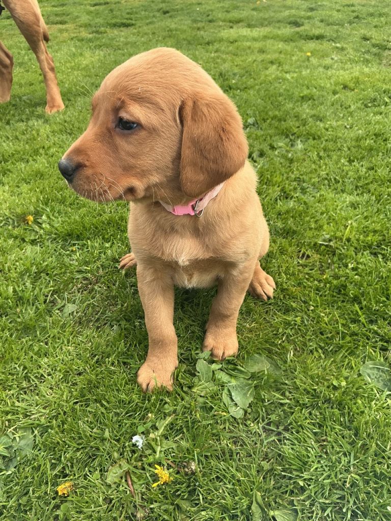 Fox Red Labrador pups. KC Reg & Council licensed 