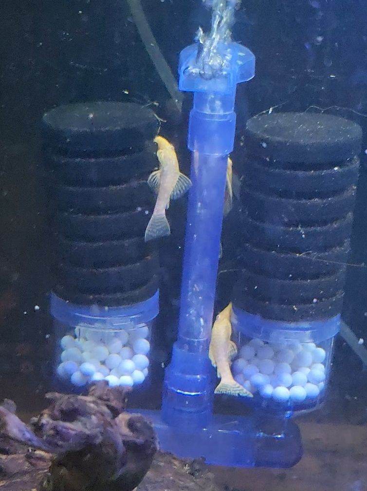 Albino Bristlenose