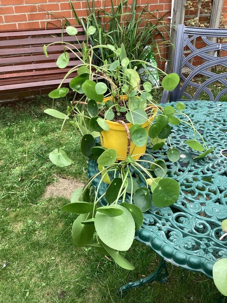 Pilea Plant (Chinese Money Plant) in Yellow Pot