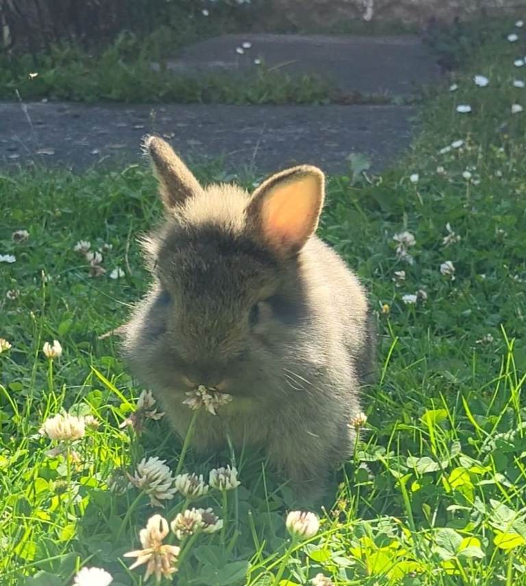 Little rabbits