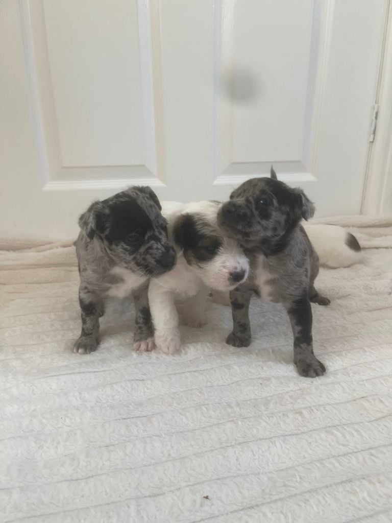 Jack Russell puppies 