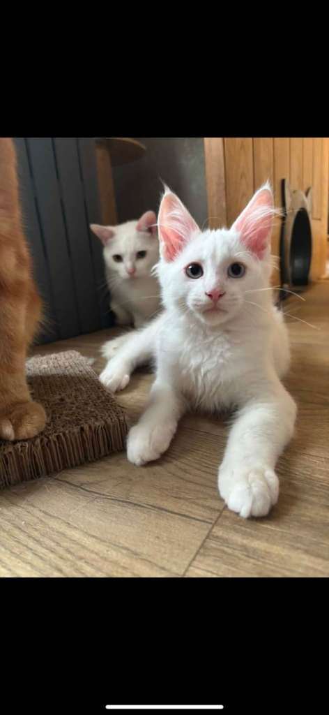 2 stunning  Maine Coon kittens 
