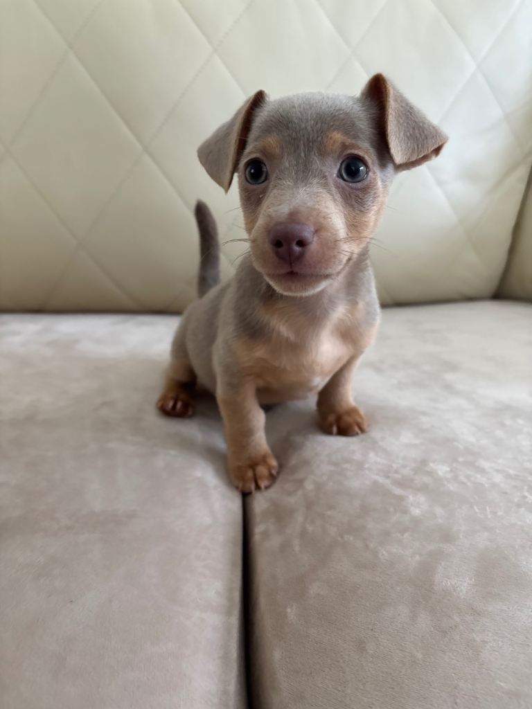 Mini Lilac and tan Jack Russell puppy boy