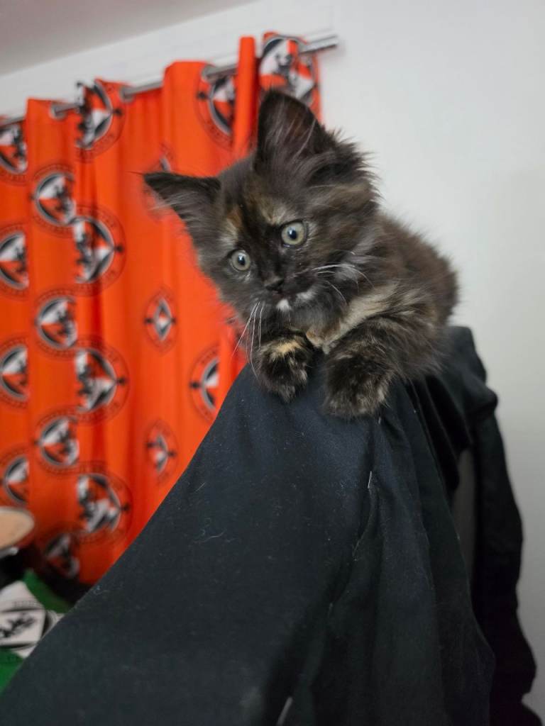 Ragdoll x female kitten 