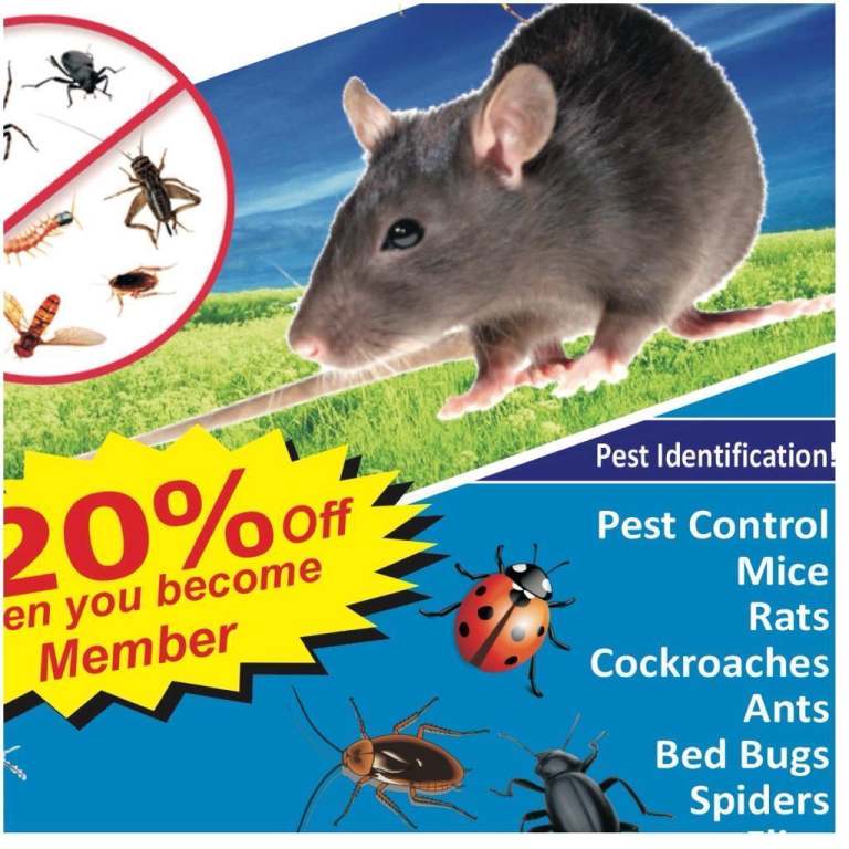 Pest Control Mice rats bedbugs Cockroaches Mouse flies fleas removal london 