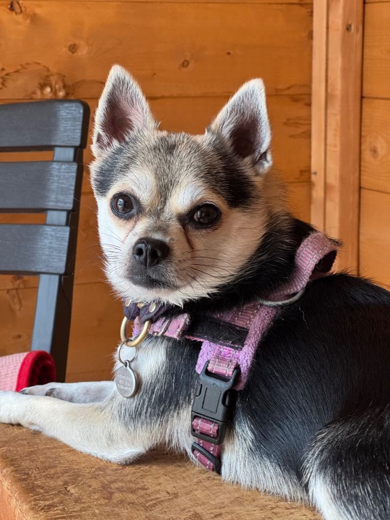 Adorable small young dog looking for a loving new home