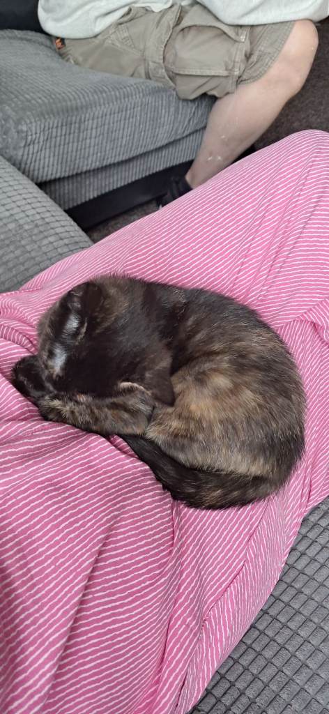 12 week old female kitten 