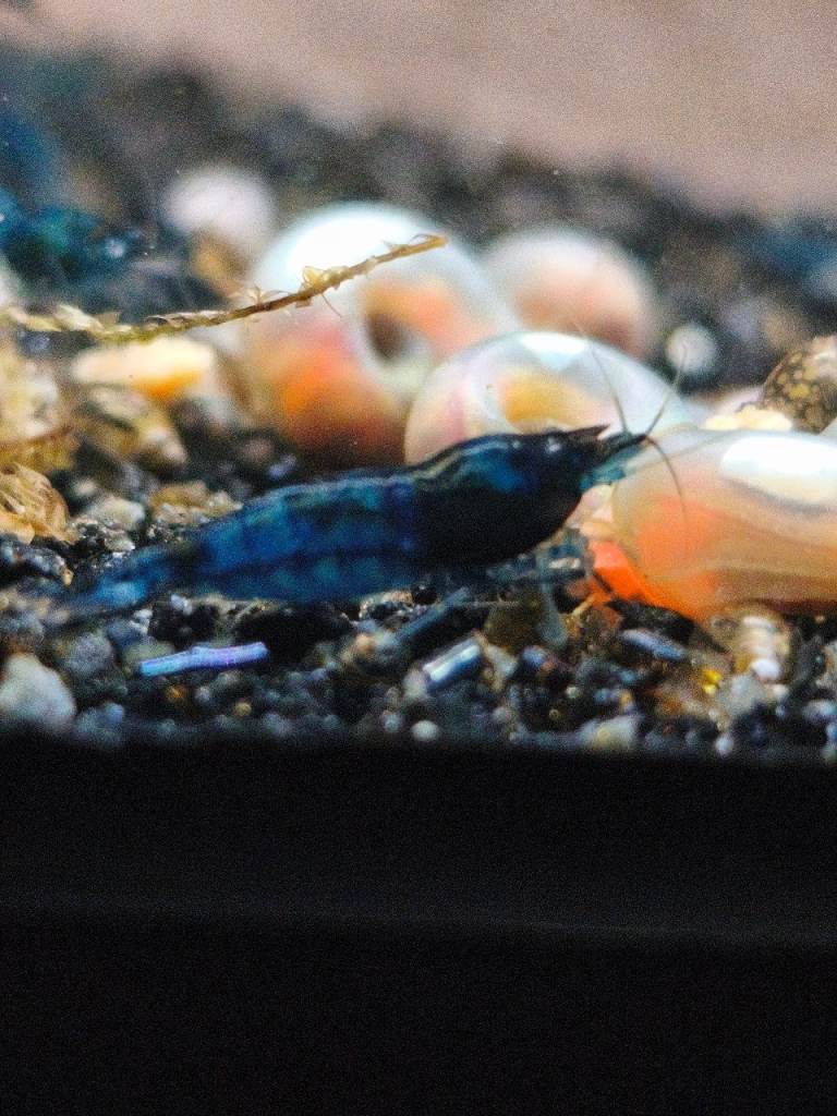 Blue Dream cherry Shrimp – Live Freshwater Neocaridina 