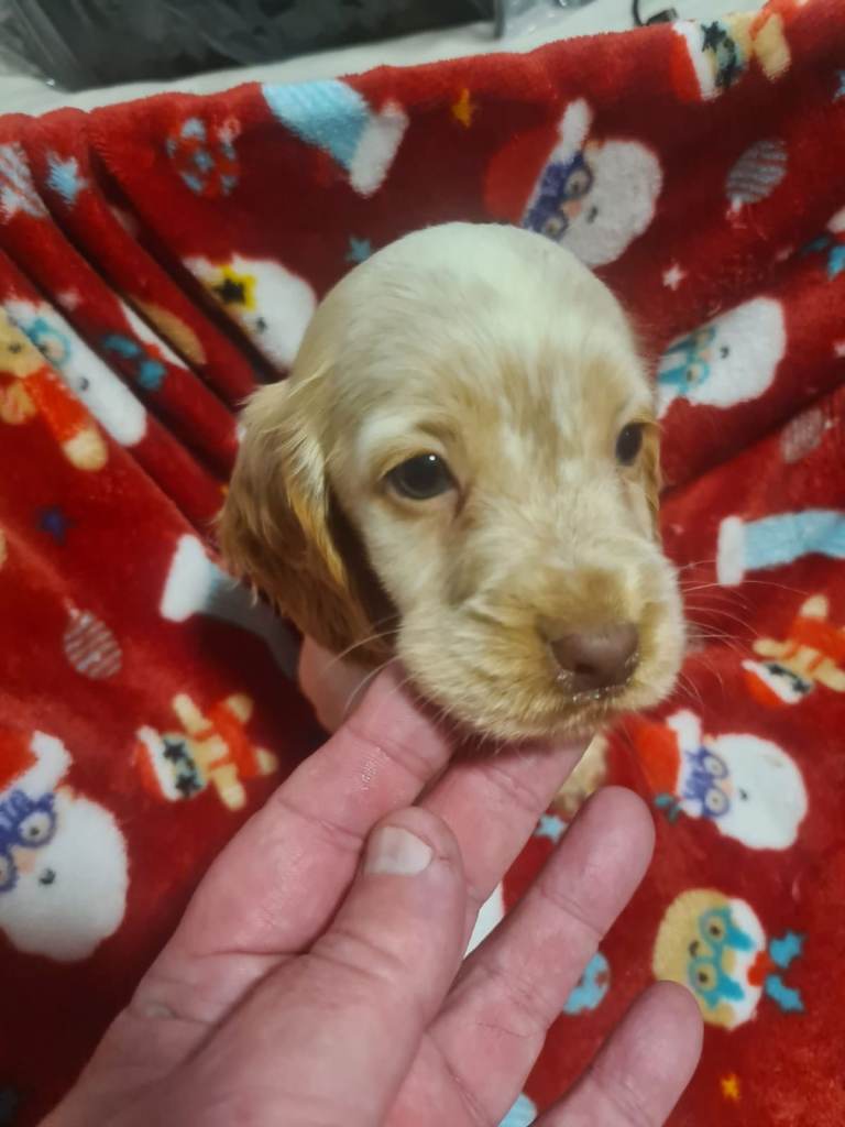 Cocker spaniel puppies | Mixed colours | 6 total