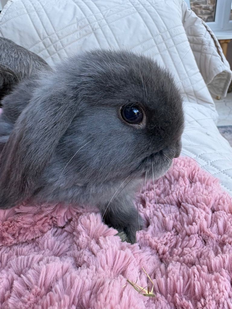 MiniLops - raised indoors/vaccinated 