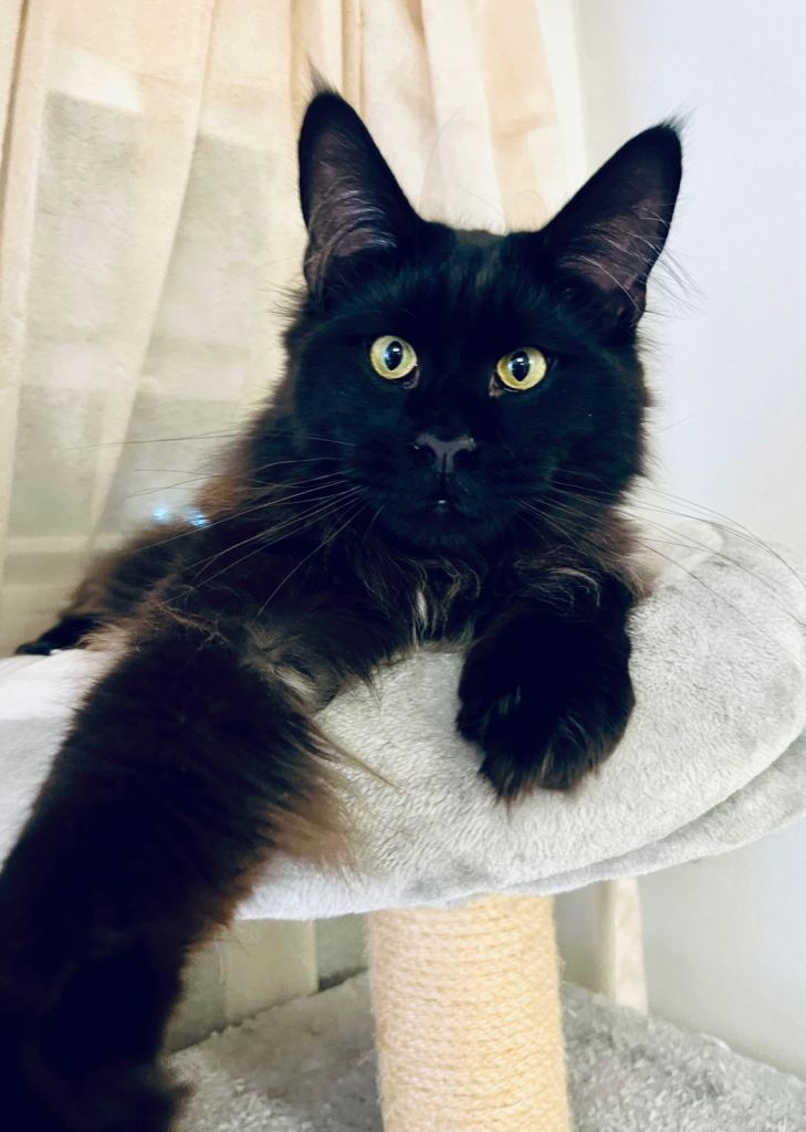 Gorgeous Black Smoke Purebred Maine Coon