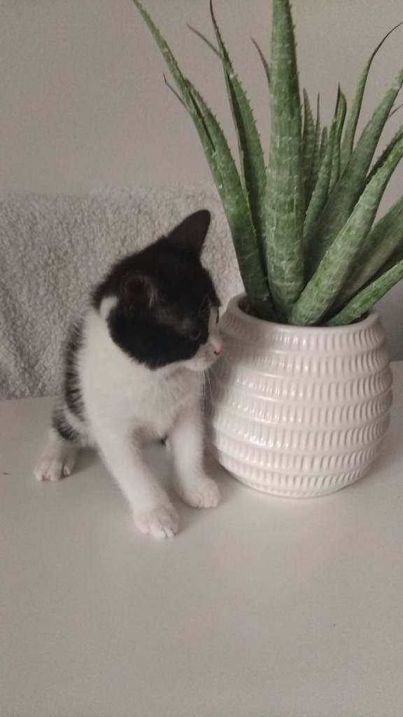 Boy kitten for sale