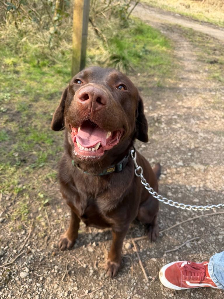 Chocolate Lab George 