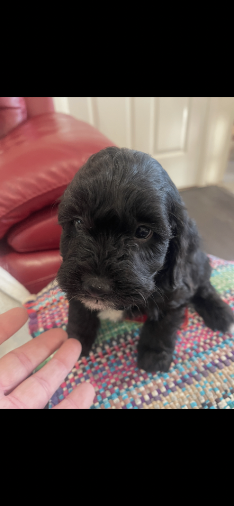 Cockapoo health clear KC parents ✅BLACKS ONLY ✅