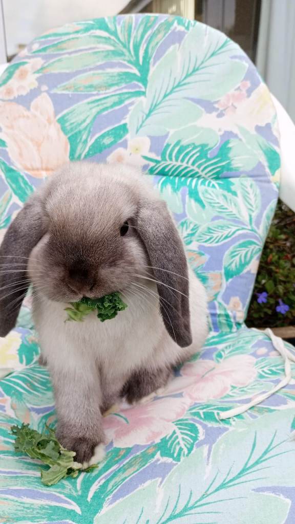 Dwarf lops and Dutch for sale 