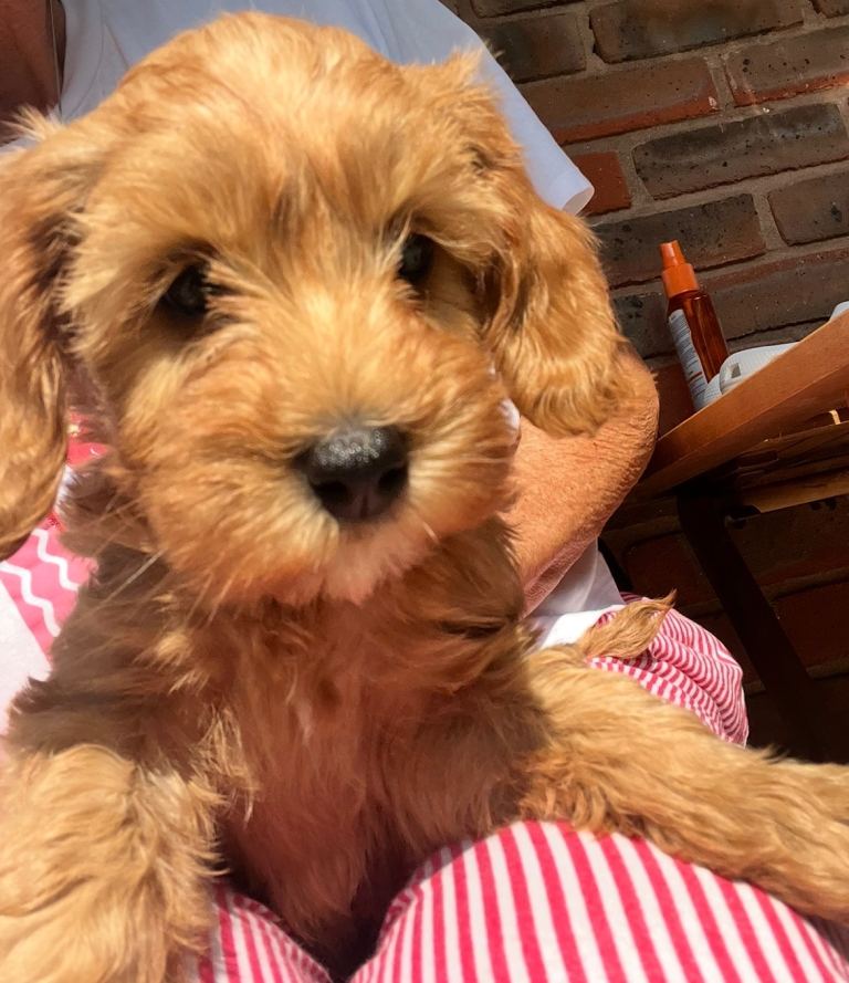 Cavapoo pup 