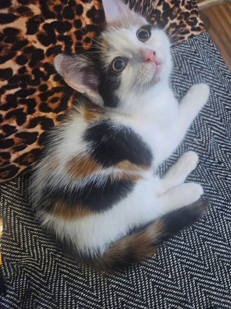 12 week old female kitten