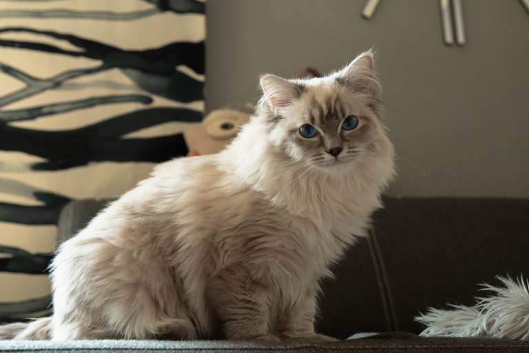 Beautiful Female Ragdoll – GCCF Active Registered