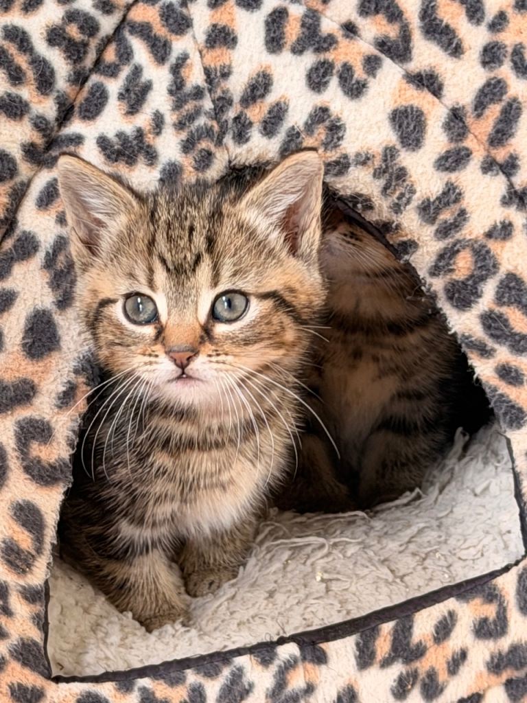 Three beautiful tabby kittens for sale 