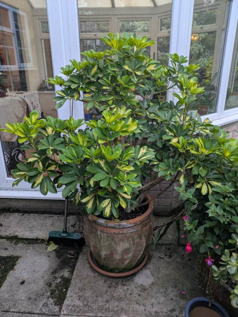 Large schefflera houseplant - Usk NP15