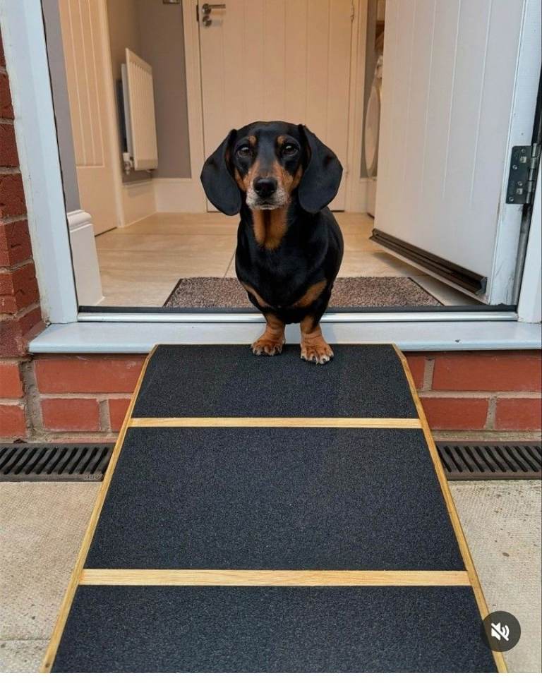 16cm H x 40cm W x 40cm L base Pet Ramp - Super Quality Strong
