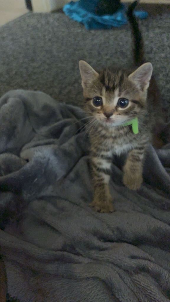 Kittens 