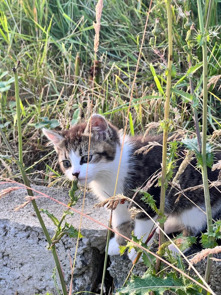 Cat Kitten female long thick fur 