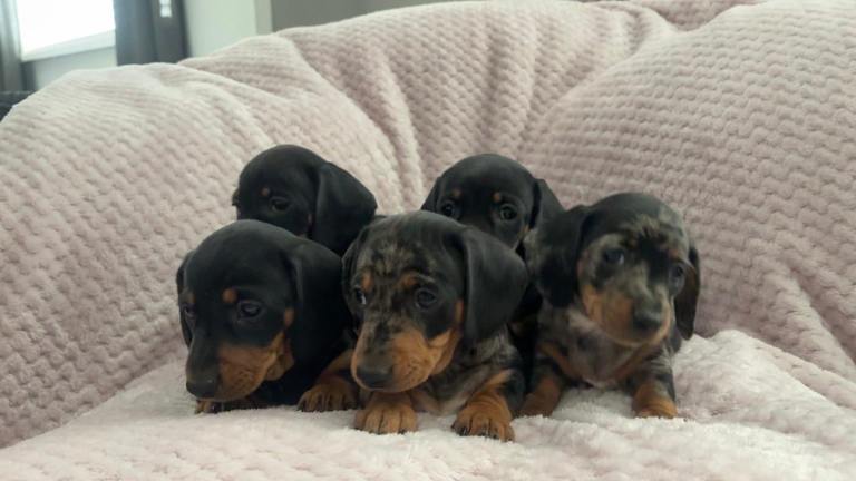 Miniature Dachshund puppies 