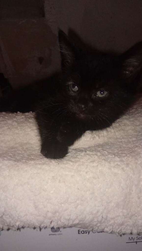 Beautiful kittens Norwegian forest cross