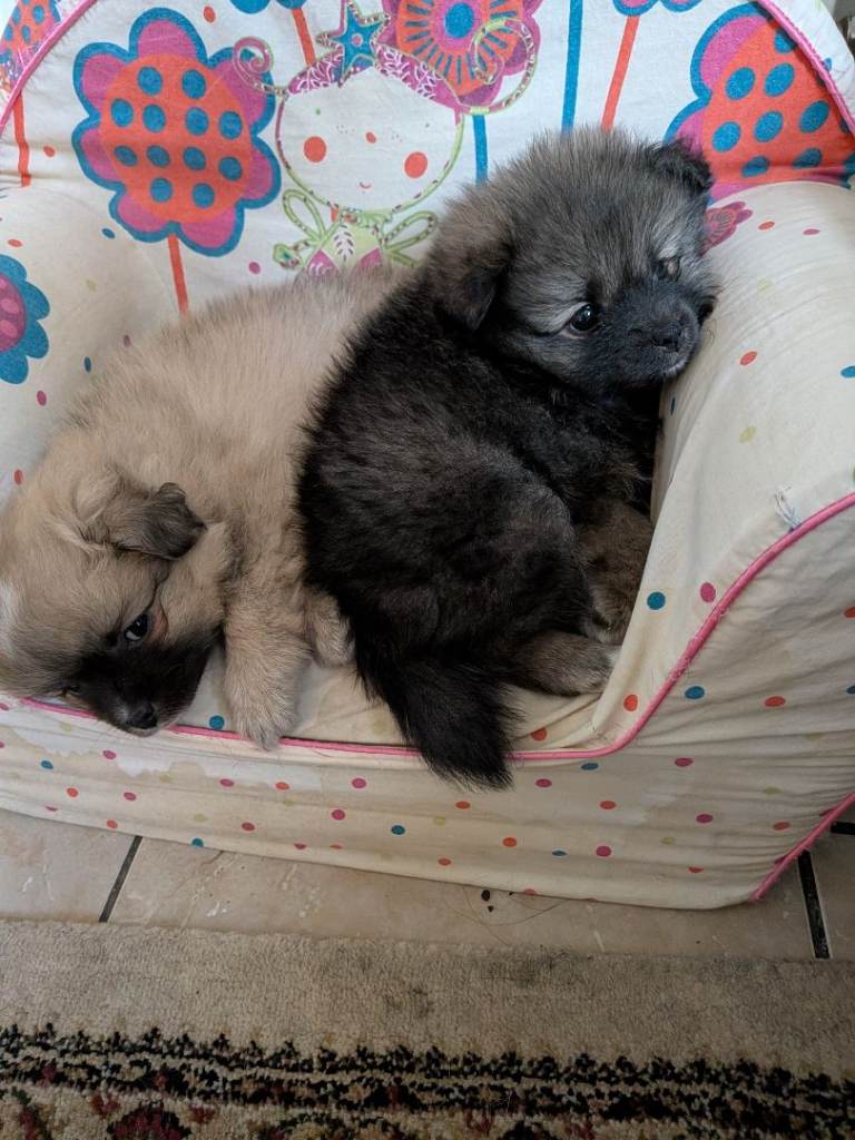 Pomeranian cross puppies. Two boys.