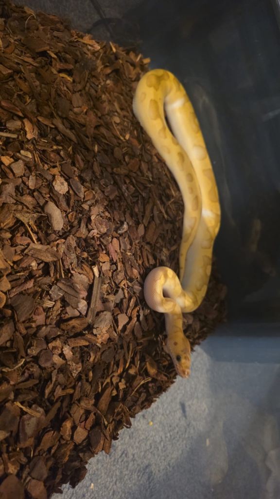 Royal pythons 