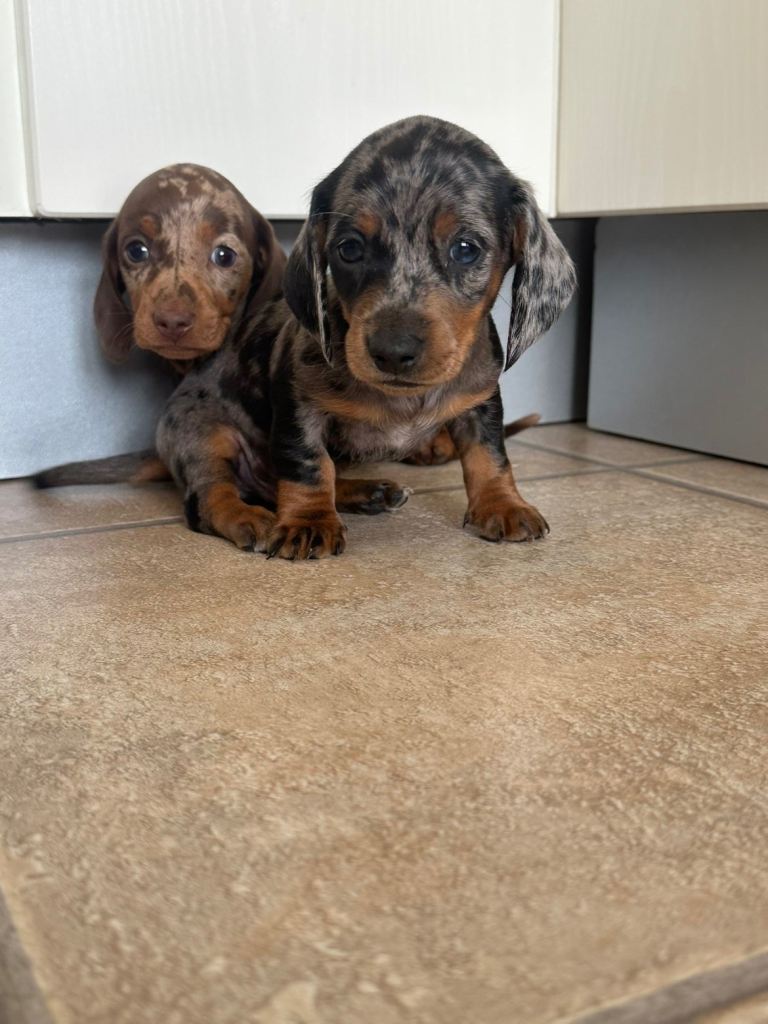  miniature dachshund puppies