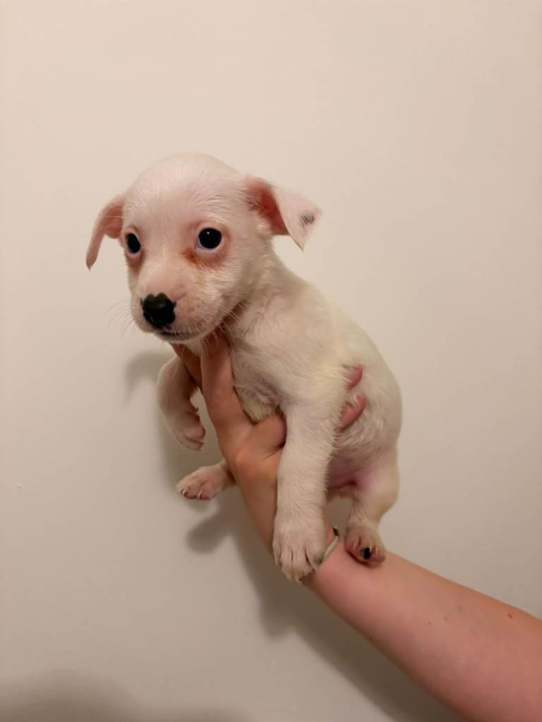 Puppies jack Russell cross chihuahua cross border collie 